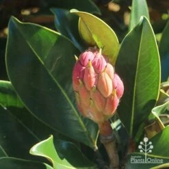 Magnolia Little Gem -GARDEN Shop apo little gem seedcone forming