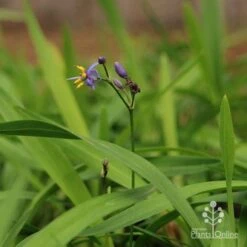 Dianella Little Jess -GARDEN Shop apo little jess dianella flower