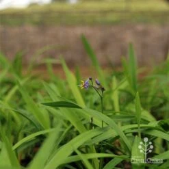 Dianella Little Jess -GARDEN Shop apo little jess dianella plants