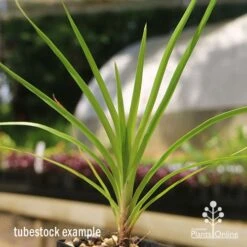 Lomandra Little Pal -GARDEN Shop apo little pal tubestock close