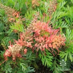 Grevillea Little Robyn -GARDEN Shop apo little robyn flowers and foliage