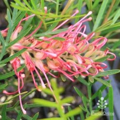 Grevillea Lollypops -GARDEN Shop apo lollypops grevillea