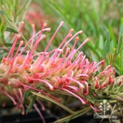 Grevillea Lollypops -GARDEN Shop apo lollypops grevillea flower