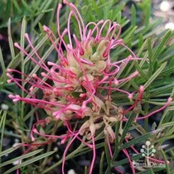 Grevillea Lollypops -GARDEN Shop apo lollypops open