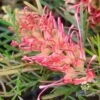 Grevillea Lollypops -GARDEN Shop apo lollypops pink