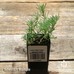 Lotus Red Flash - Parrot's Beak -GARDEN Shop apo lotus tubestock top