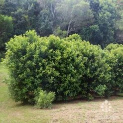 Tristaniopsis Luscious - Water Gum -GARDEN Shop apo luscious hedcge