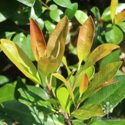 Tristaniopsis Luscious - Water Gum -GARDEN Shop apo luscious new winter leaf