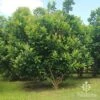 Tristaniopsis Luscious - Water Gum 29 Tristaniopsis Luscious - Water Gum -GARDEN Shop apo luscious tree