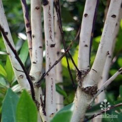 Tristaniopsis Luscious - Water Gum -GARDEN Shop apo luscious trunks