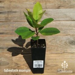 Tristaniopsis Luscious - Water Gum -GARDEN Shop apo luscious tubestock