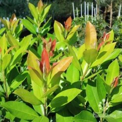 Tristaniopsis Luscious - Water Gum -GARDEN Shop apo luscious water gum leaf colours