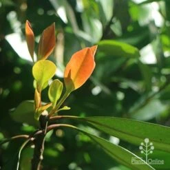 Tristaniopsis Luscious - Water Gum -GARDEN Shop apo luscious winter leaf backlit