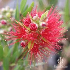 Callistemon Macarthur -GARDEN Shop apo macarthur callistemon