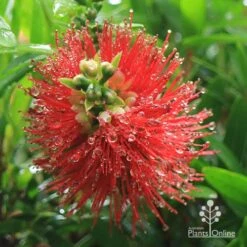 Callistemon Macarthur -GARDEN Shop apo macarthur callistemon flower
