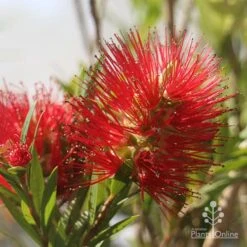 Callistemon Macarthur -GARDEN Shop apo macarthur flower and bud