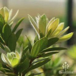 Callistemon Macarthur -GARDEN Shop apo macarthur fluffy new leaf