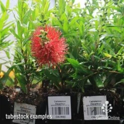 Callistemon Macarthur -GARDEN Shop apo macarthur tubestock in flower