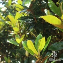 Magnolia Little Gem -GARDEN Shop apo magnolia little gem backlit