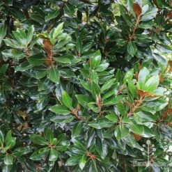 Magnolia Little Gem -GARDEN Shop apo magnolia little gem hedge