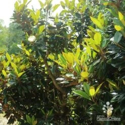 Magnolia Little Gem -GARDEN Shop apo magnolia little gem spring leaves