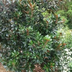 Magnolia Little Gem -GARDEN Shop apo magnolia little gem tree