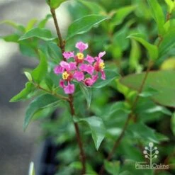 Malpighia Pixie - Acerola -GARDEN Shop apo malpighia stem flowers