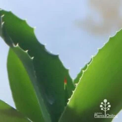 Mangave Falling Waters - Succulent -GARDEN Shop apo mangave falling waters teeth