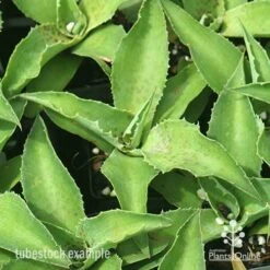 Mangave Falling Waters - Succulent -GARDEN Shop apo mangave falling waters tubestock