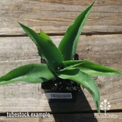 Mangave Falling Waters - Succulent -GARDEN Shop apo mangave falling waters tubestock top