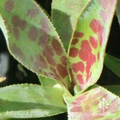 Mangave Mission To Mars - Succulent -GARDEN Shop apo mangave mission to mars pattern