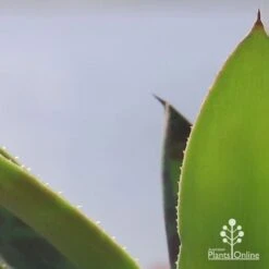 Mangave Mission To Mars - Succulent -GARDEN Shop apo mangave mission to mars teeth