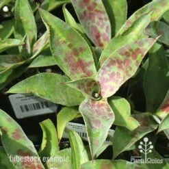 Mangave Mission To Mars - Succulent -GARDEN Shop apo mangave mission to mars tubestock