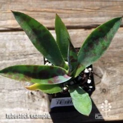 Mangave Mission To Mars - Succulent -GARDEN Shop apo mangave mission to mars tubestock top