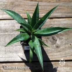 Mangave Pineapple Express - Succulent -GARDEN Shop apo mangave pineapple express tubestock top