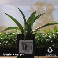 Mangave Pineapple Express - Succulent -GARDEN Shop apo mangave pineapple express tubestock 1
