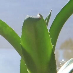 Mangave Red Wing - Succulent -GARDEN Shop apo mangave red wing teeth