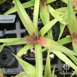 Mangave Red Wing - Succulent -GARDEN Shop apo mangave red wing tubestock