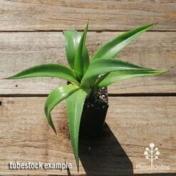 Mangave Red Wing - Succulent -GARDEN Shop apo mangave red wing tubestock top