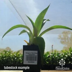 Mangave Red Wing - Succulent -GARDEN Shop apo mangave red wing tubestock 1