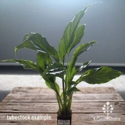 Spathiphyllum Maracay - Peace Lily -GARDEN Shop apo maracay tubestock office