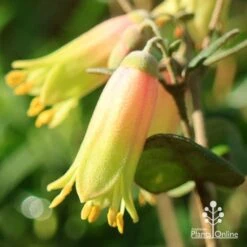 Correa Marian's Marvel 19 Correa Marian's Marvel -GARDEN Shop apo marians marvel correa flower close