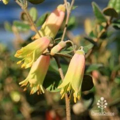 Correa Marian's Marvel 22 Correa Marian's Marvel -GARDEN Shop apo marians marvel correa flowering2