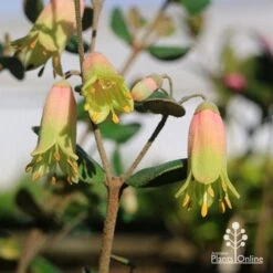 Correa Marian's Marvel 27 Correa Marian's Marvel -GARDEN Shop apo marians marvel correa tubestock flowering