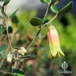 Correa Marian's Marvel 18 Correa Marian's Marvel -GARDEN Shop apo marians marvel flower and buds