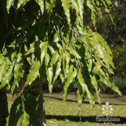 Mast Tree - Polyalthia 11 Mast Tree - Polyalthia -GARDEN Shop apo mast tree foliage noosa