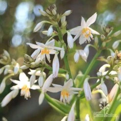 Matapouri Bay - Arthropodium -GARDEN Shop apo matapouri bay flowers close