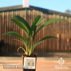 Matapouri Bay - Arthropodium -GARDEN Shop apo matapouri bay rock lily tubestock