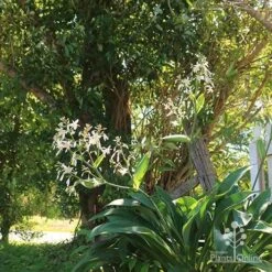 Matapouri Bay - Arthropodium -GARDEN Shop apo matapouri bay woodland