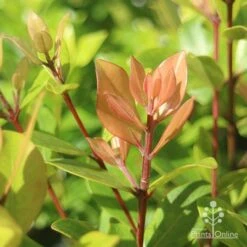 Metrosideros Little Ewan - Dwarf NZ Christmas Bush -GARDEN Shop apo metrosideros little ewan new leaf